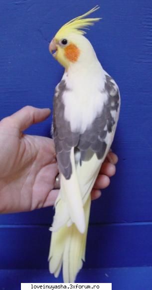 poze animalele noastre sau alte animale alta