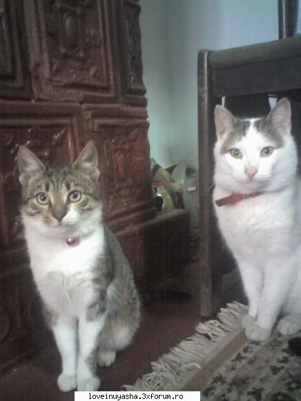 poze cu animalele noastre sau alte animale - ms am sa pun si cu cainele meu si o alta pisica - |Cafenea|