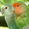 poze cu animalele noastre sau alte animale - uchiha_sweetkiss - |Cafenea|